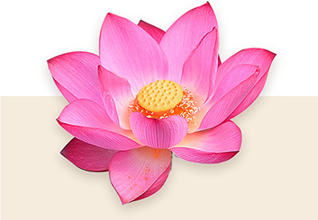 The body of the fragrance is a beautiful bouquet of Lotus Flower enriched with Jasmine